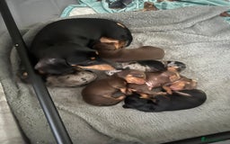 Miniature Dachshund dogs for sale: Champion line miniature Dachshunds KCREG PRACLEAR  - Image 10