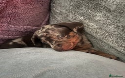 Dachshund dogs for sale: Beautiful miniature dachshunds  - Image 19