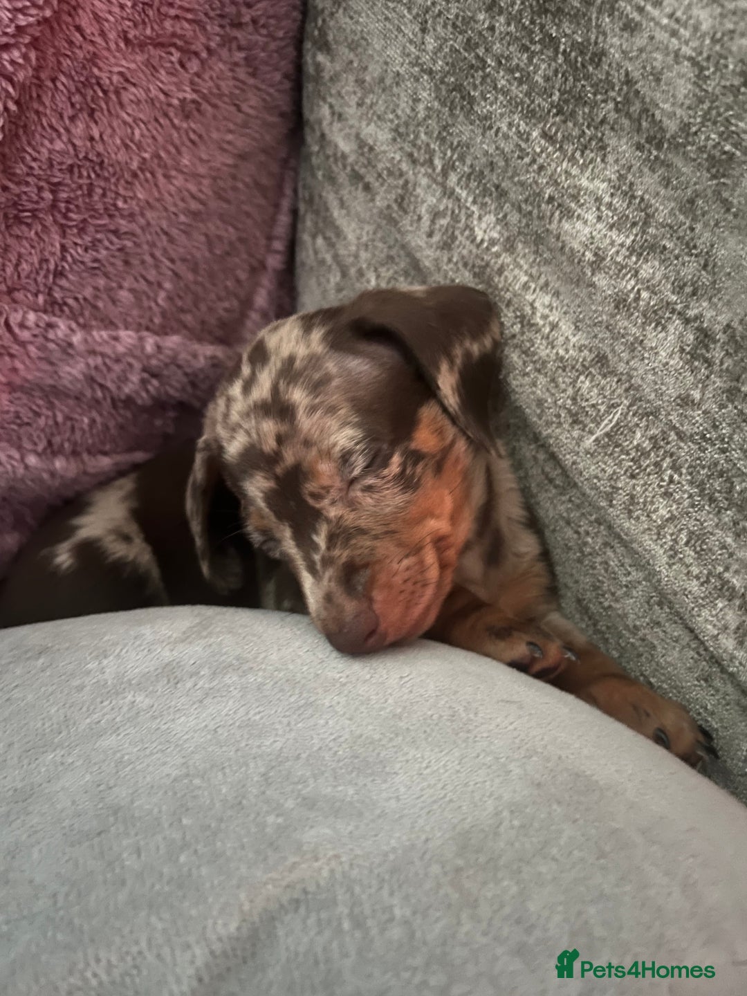 Dachshund dogs for sale: Beautiful miniature dachshunds  - Image 19