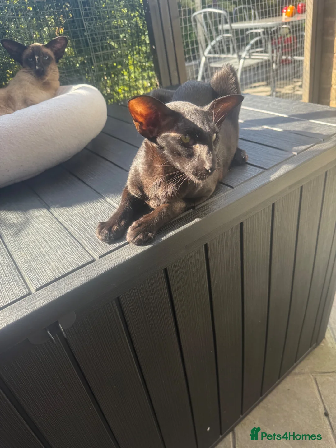Oriental cats for sale: Stunning black oriental Gccf registered girl  - Advert 2