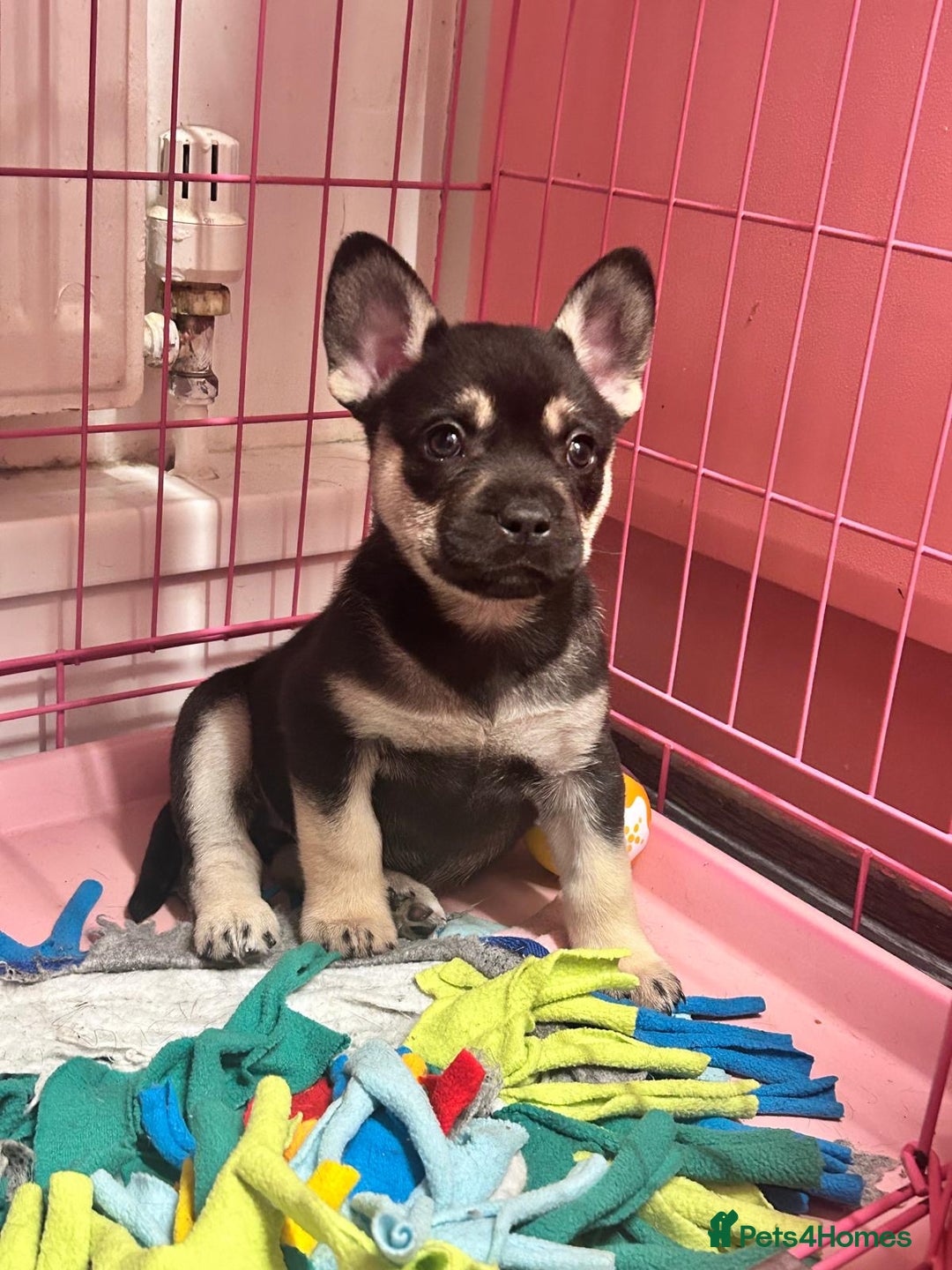 Mixed Breed dogs for sale: ❄️ Frenchski Sisters Looking for Loving families  - Advert 7