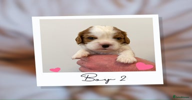 Cavalier King Charles Spaniel dogs KC Cavalier King Charles Spaniel 🧬 Tested Parents - Advert 1