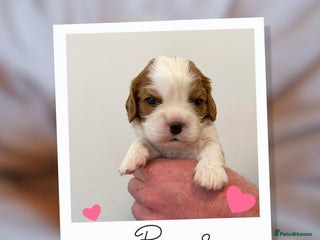 Cavalier King Charles Spaniel dogs KC Cavalier King Charles Spaniel 🧬 Tested Parents - Advert 6