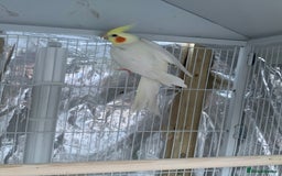 Cockatiels birds for sale: Cockatiel birds - Image 9