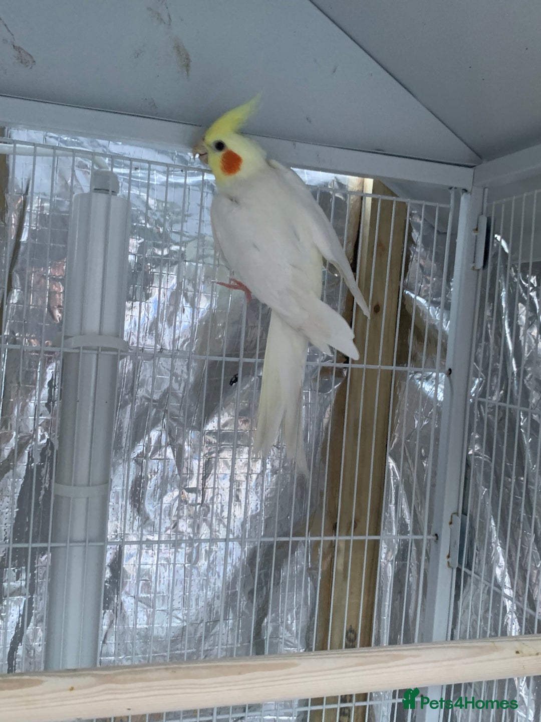 Cockatiels birds for sale: Cockatiel birds - Image 9