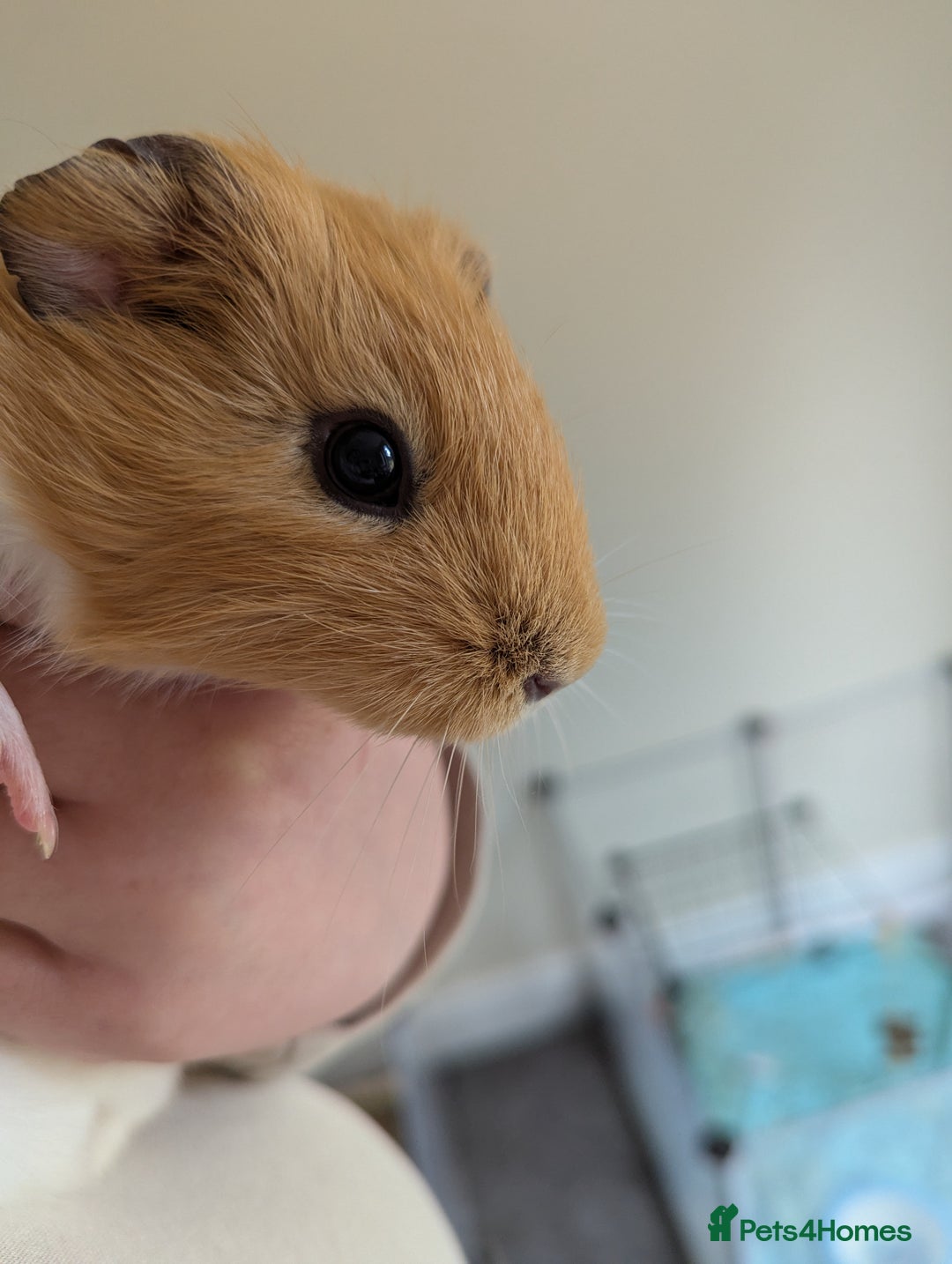 Guinea Pig rodents for sale: 2 Female Guinea Pigs  - Image 2