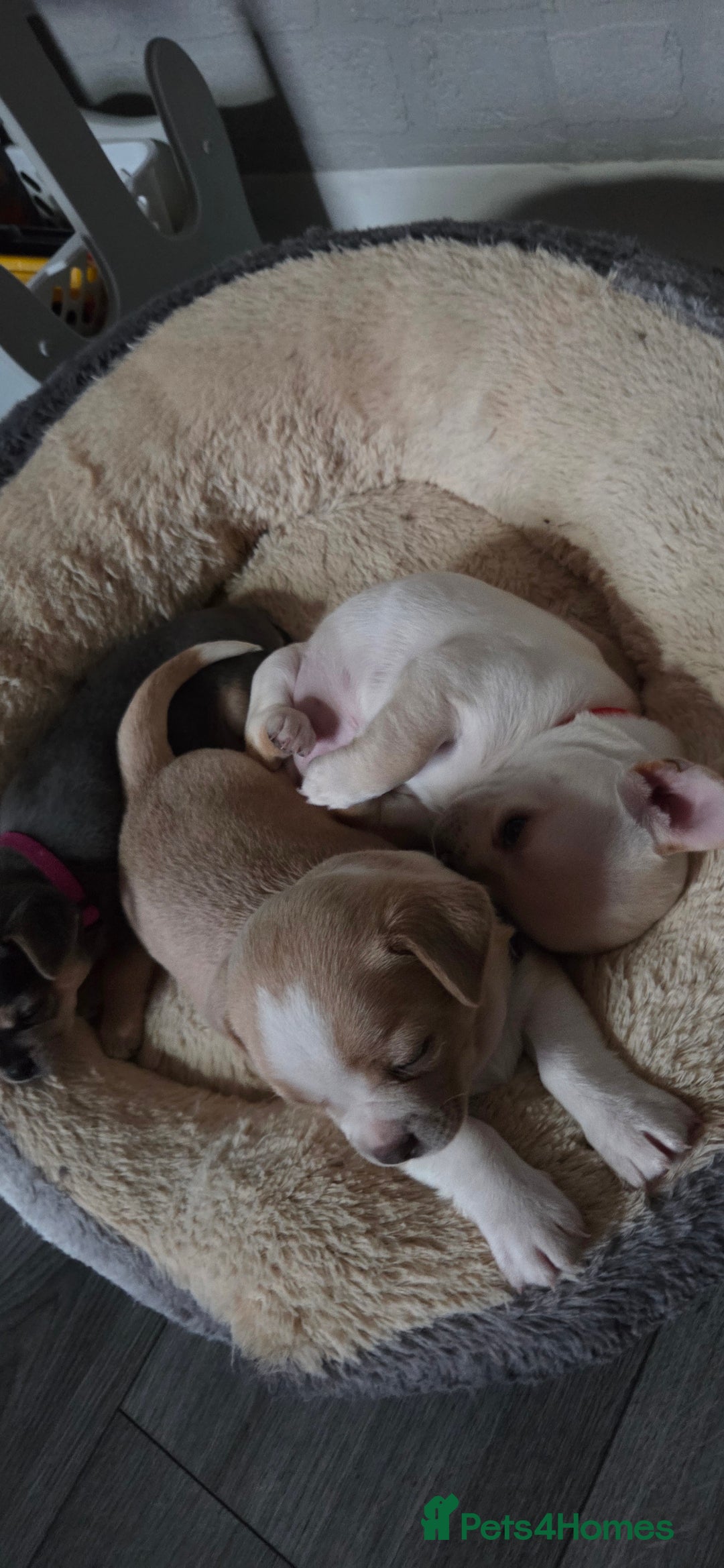 Mixed Breed dogs for sale: Adorable F1b Bullhuahua puppies - Image 19