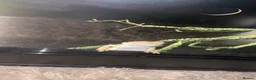 Bearded Dragon reptiles for sale: 4 month old bearded dragon  - Advert 2