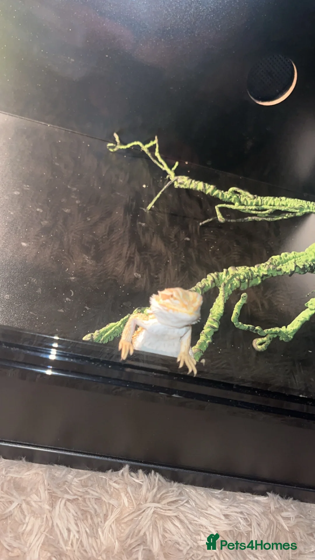 Bearded Dragon reptiles for sale: 4 month old bearded dragon  - Advert 2