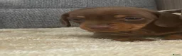 Miniature Dachshund dogs for sale: Miniature dachshund - Advert 4