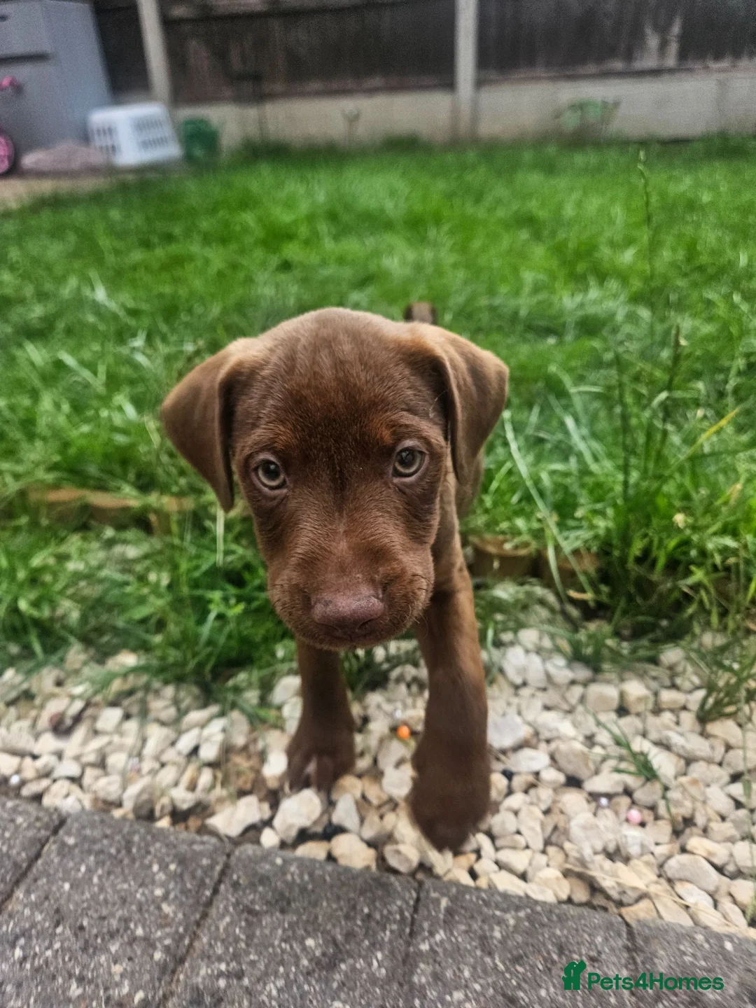 Patterdale Terrier dogs for sale: Chocolate Patterdale Terriers - Advert 1