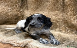 Cocker Spaniel dogs for sale: Beautiful Cocker Spaniel Litter - Image 14