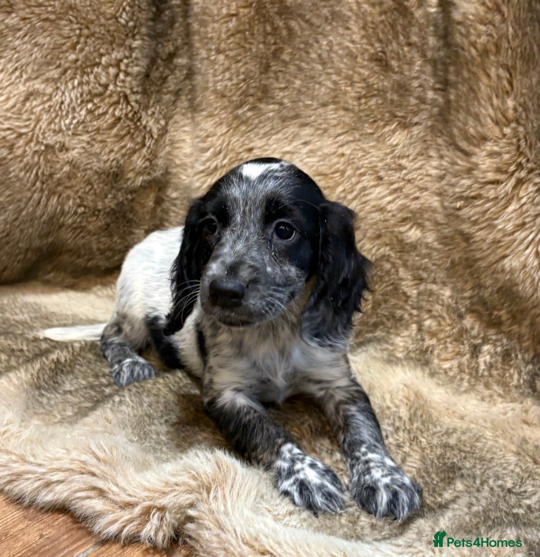 Cocker Spaniel dogs for sale: Beautiful Cocker Spaniel Litter - Image 14