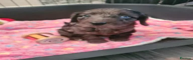 Cockapoo Puppy 3