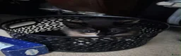 Mixed Breed cats for sale: Calico kitten  - Advert 5