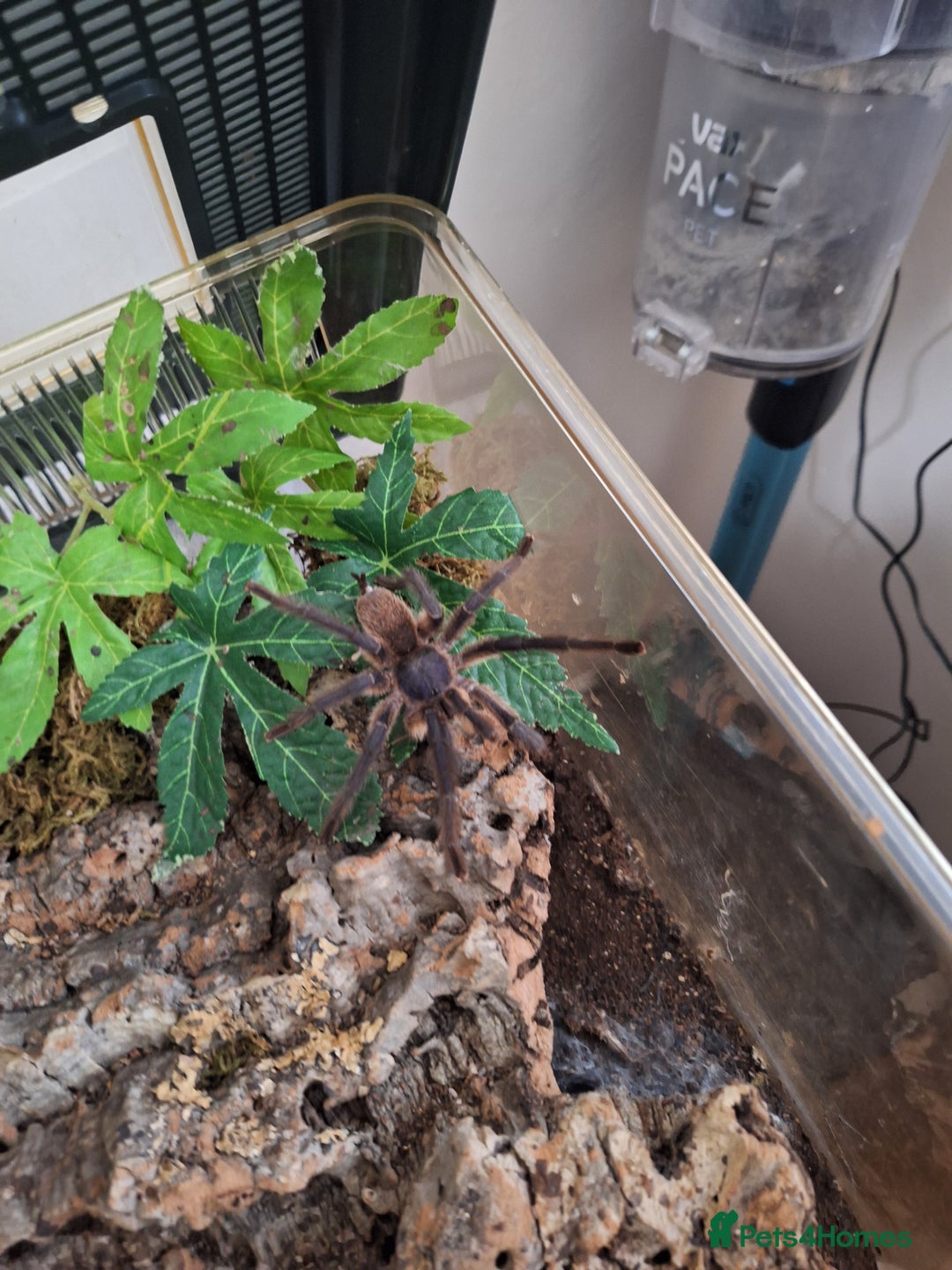 Tarantulas invertebrates for sale: Various tarantulas for sale - Advert 2