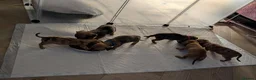 Chiweenie dogs for sale: Chiweenie pups - Advert 9