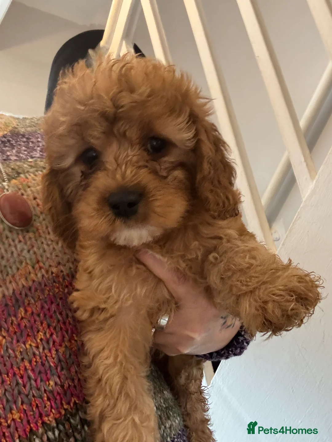 Cavapoo dogs for sale: Beautiful Cavapoo pups in London - Advert 11