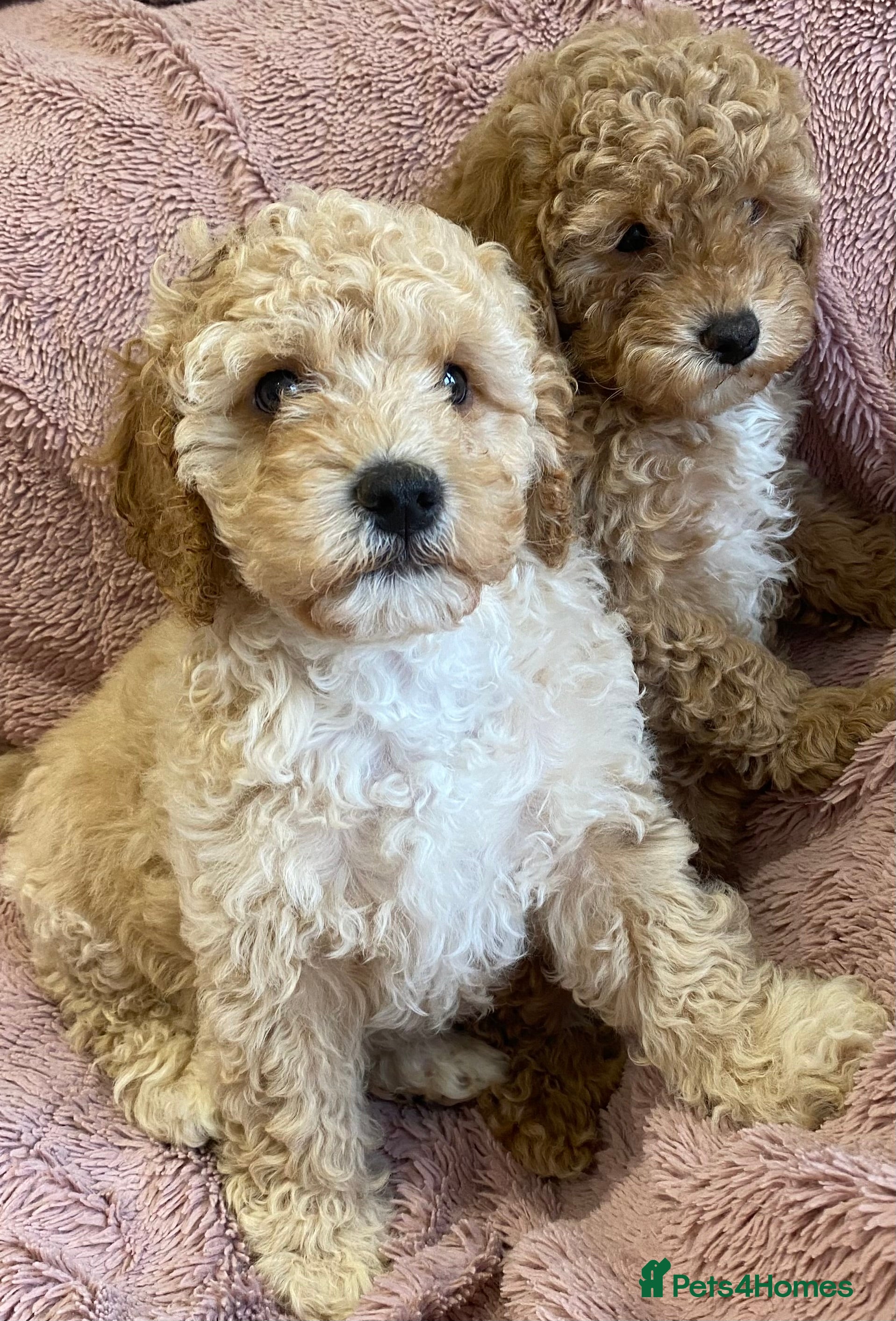 Cavapoo dogs Stunning Quality Cavapoo Puppies health checked  - Advert 1