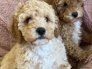 Cavapoo dogs Stunning Quality Cavapoo Puppies health checked - Advert 5