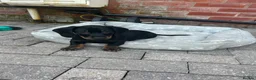 Dachshund dogs for sale:     Adorable Puppy Looking for a Loving Home - Advert 14