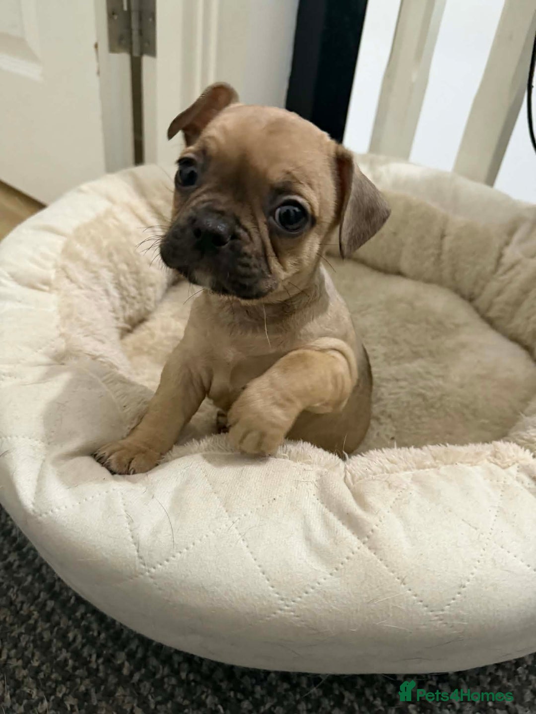 Frug dogs for sale: Frug puppy 9 weeks old  - Advert 3