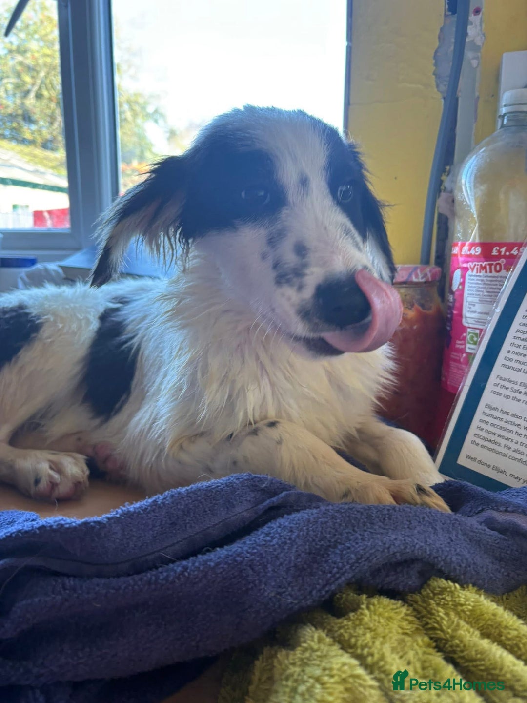 Mixed Breed dogs for adoption: Clark - Norwich Norfolk  - Advert 5