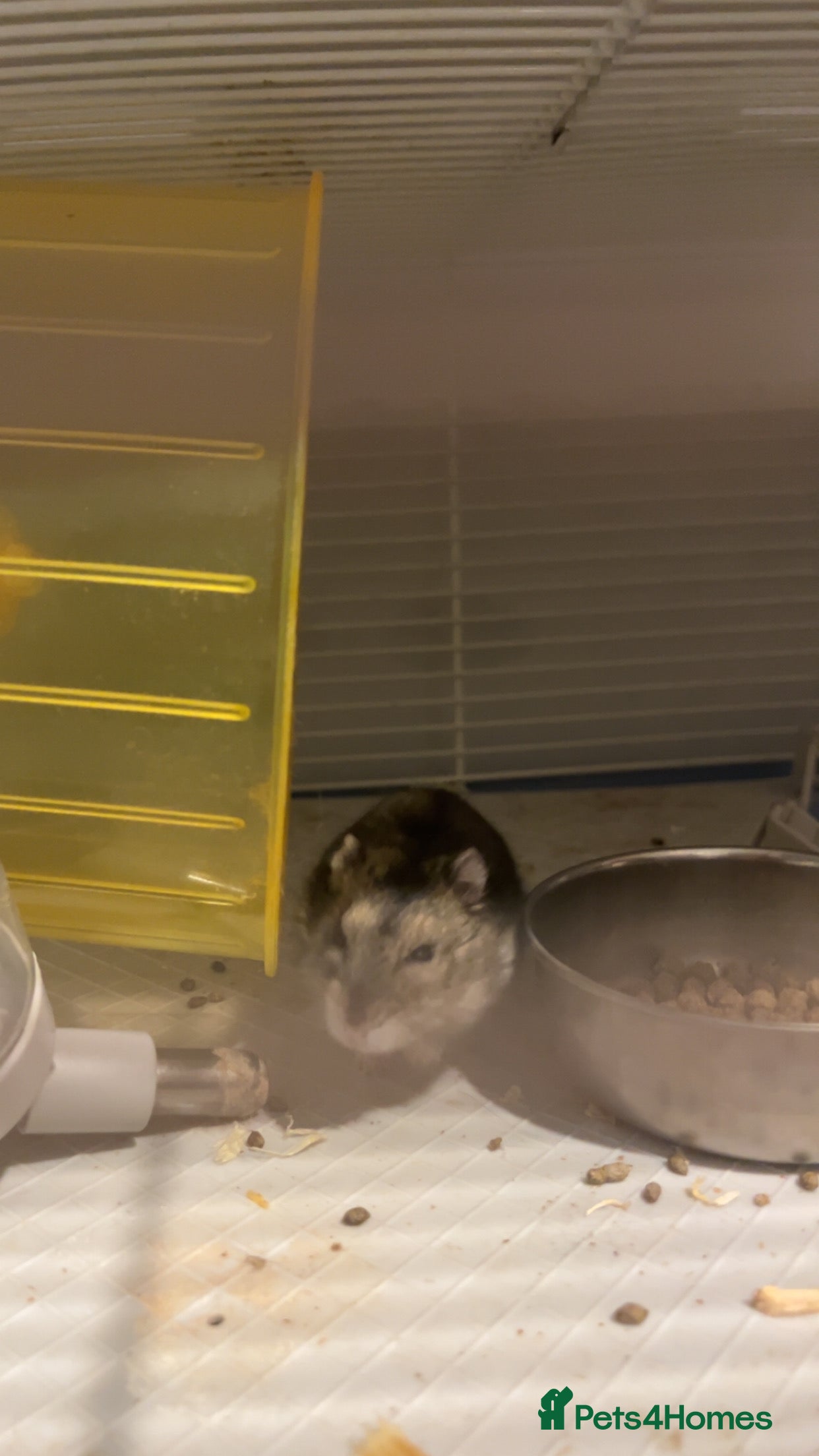 Hamster rodents Dwarf hamster  - Advert 1