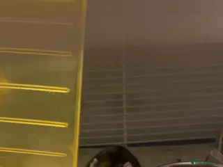 Hamster rodents Dwarf hamster - Advert 1