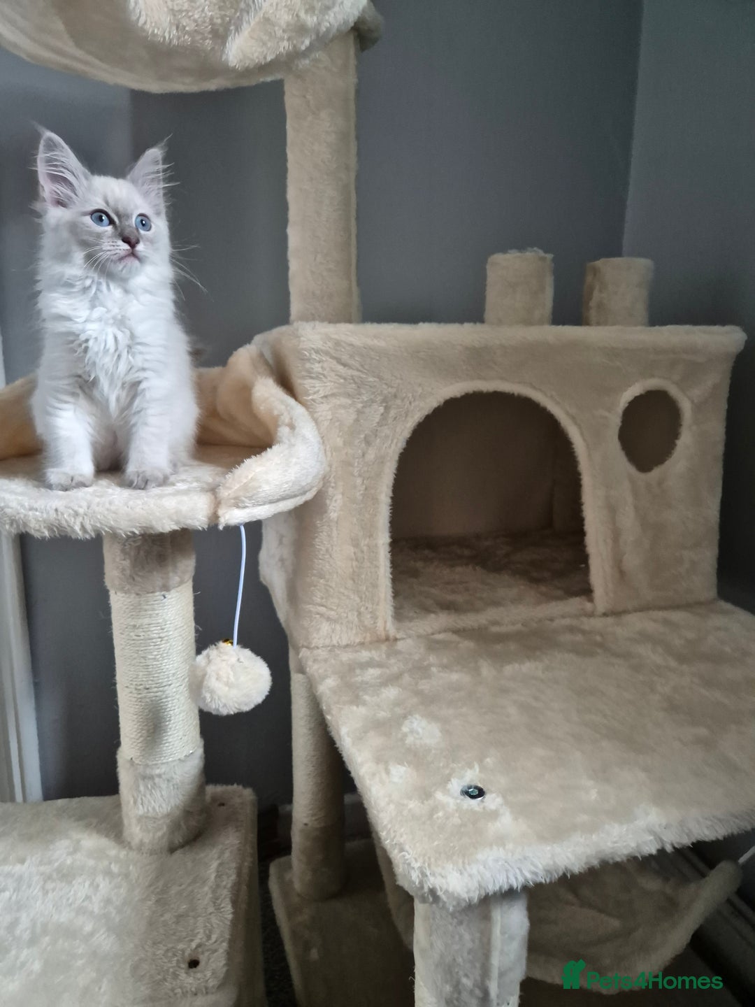 Ragdoll cats for sale: Ragdoll lynx girl, comes with all she needs🩷 - Image 2