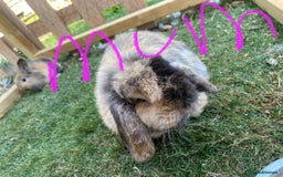 Mini Lion Lop rabbits for sale: mini lion lop rabbits  - Image 7