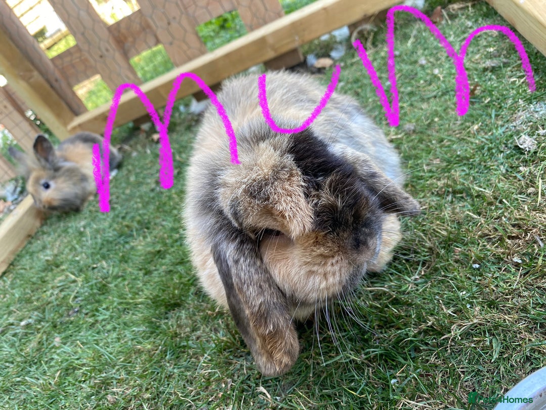 Mini Lion Lop rabbits for sale: mini lion lop rabbits  - Image 7