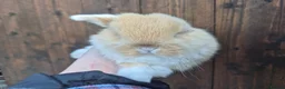 Mini Lop rabbits for sale: 🧡Absolutely gorgeous mini lop babies 🧡 - Advert 12