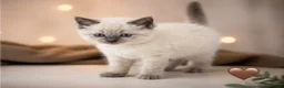 Ragdoll cats for sale: ✨ Beautiful Ragdoll Kittens – Ready Soon ✨ in Chelmsford - Advert 3