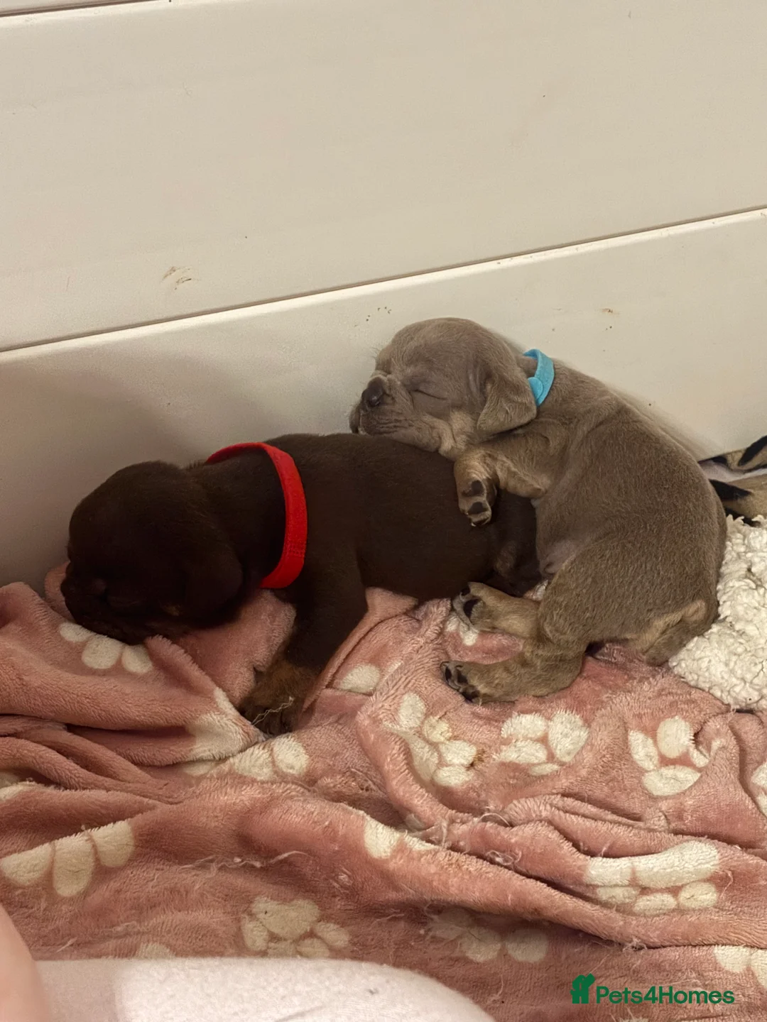 English Bulldog dogs for sale: KC registered English bulldog  - Advert 9