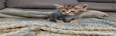 Tabby and orange stripes girl