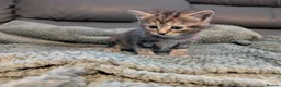 Mixed Breed cats for sale: Adorable kittens looking for forever home  in Pershore - Advert 27