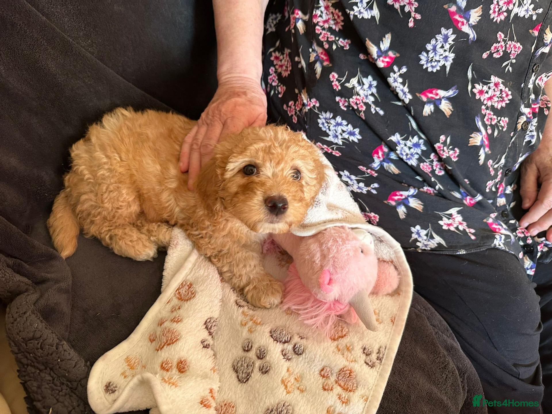Cockapoo dogs Cockapoo pups £600 - Advert 3