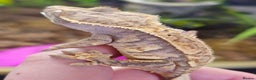 Gecko reptiles for sale: Crested gecko £ONO - Advert 4