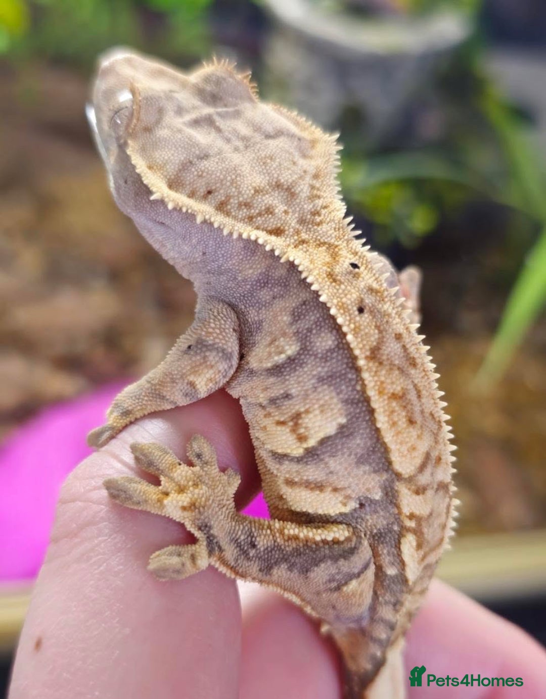 Gecko reptiles for sale: Crested gecko - Image 4
