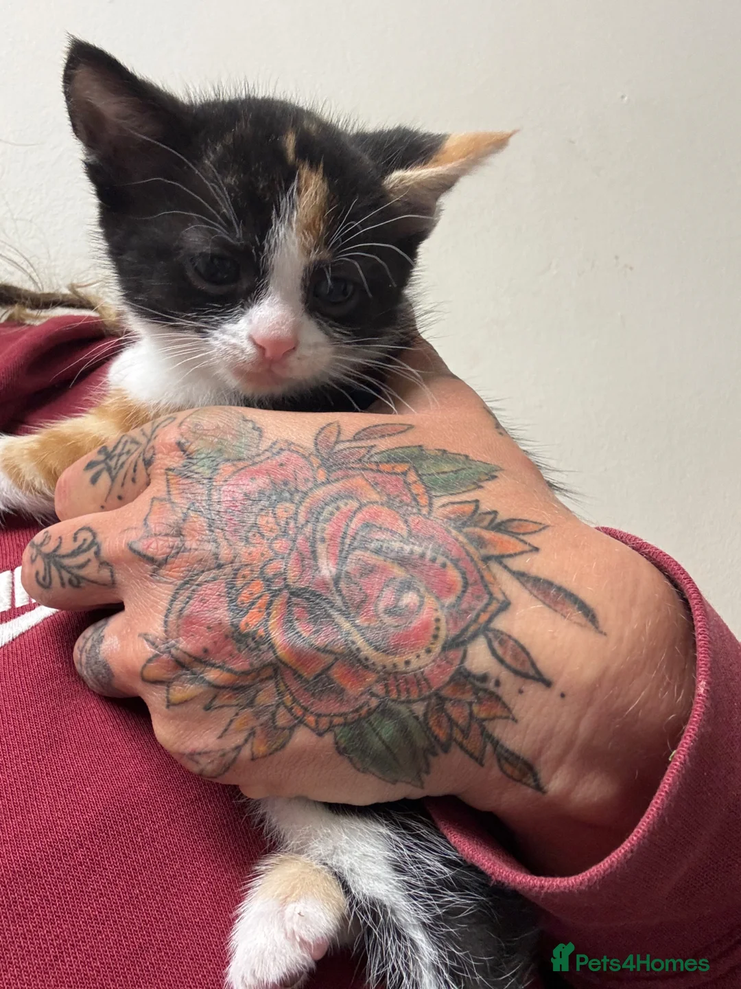 Mixed Breed cats for sale: Two little calico girls left out of litter of 6!  - Advert 18