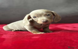 Miniature Dachshund dogs for sale: Beautiful miniature dachshund  - Image 8