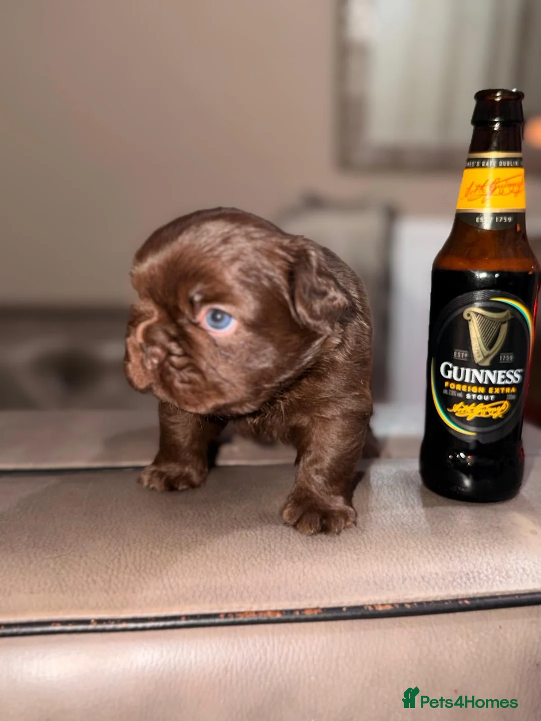 French Bulldog dogs for sale: French bulldog puppy  in Leeds - Advert 9