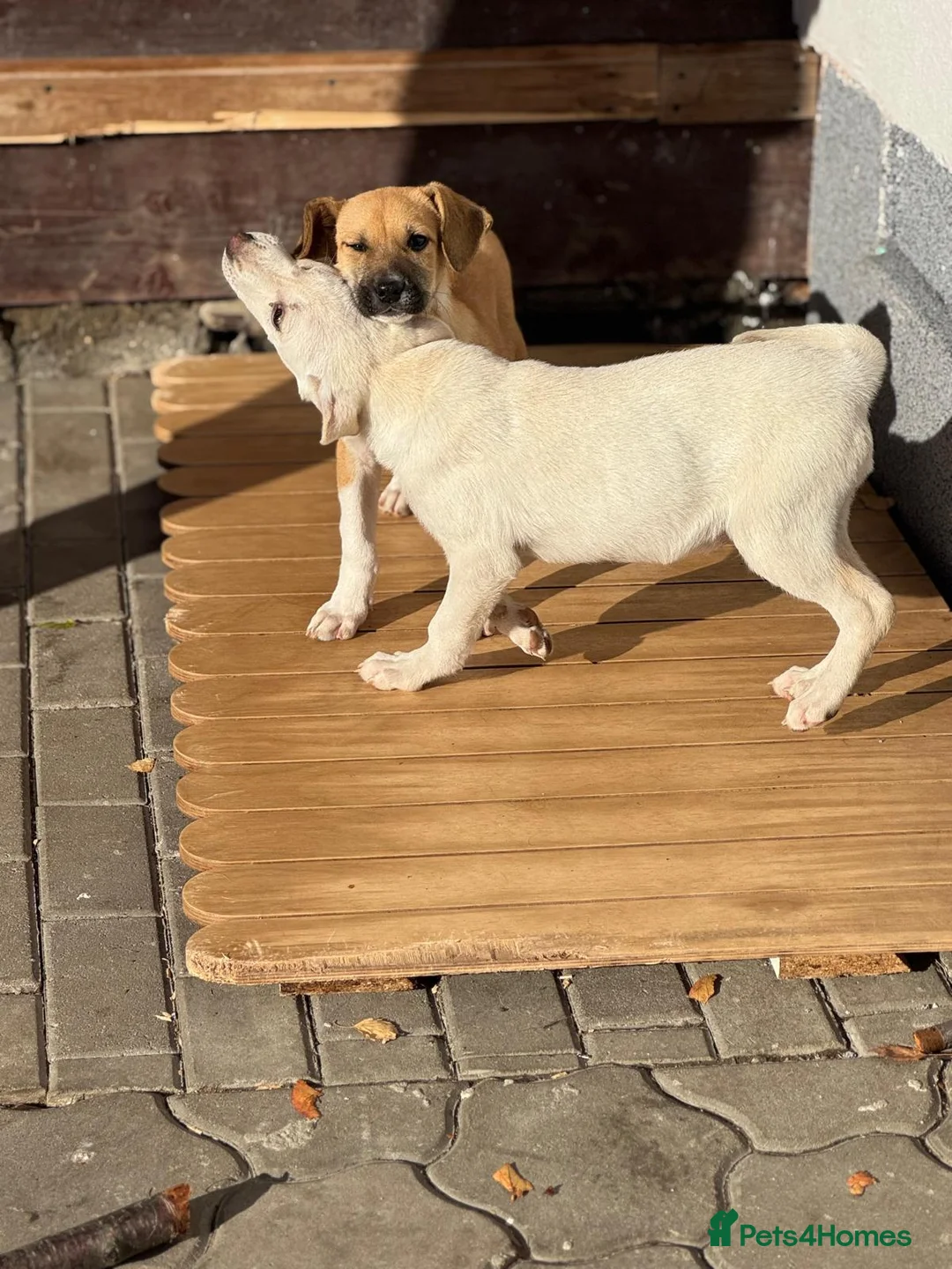Mixed Breed dogs for adoption: 🐾 JACK – Gentle Soul with the Sweetest Eyes - Advert 21