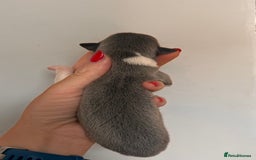 Whippet dogs for sale: Lovely petite Whippets - Image 27