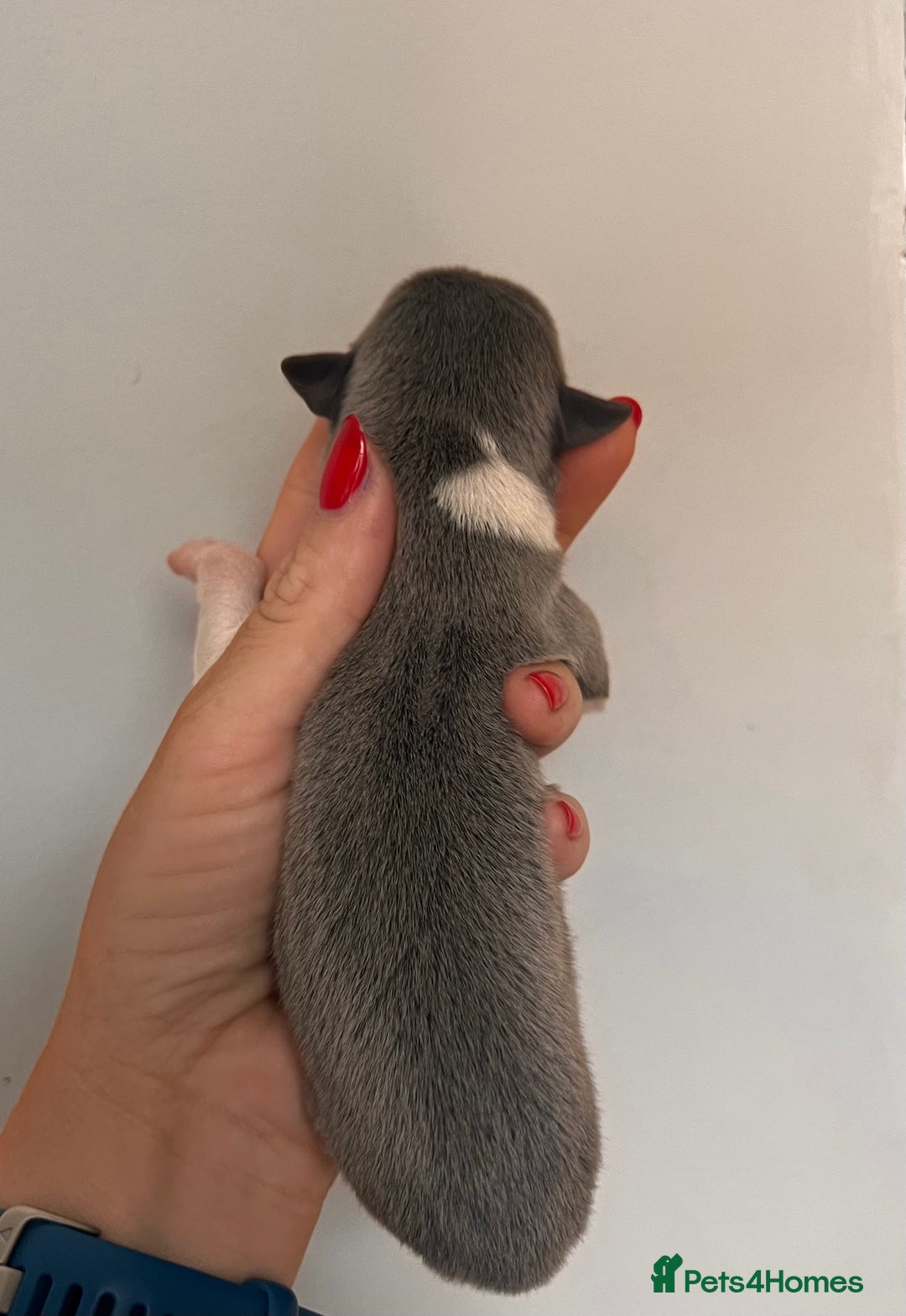Whippet dogs for sale: Lovely petite Whippets - Image 27