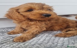 Cockapoo dogs for sale: Red and apricot F1 Cockapoo puppies  - Image 20