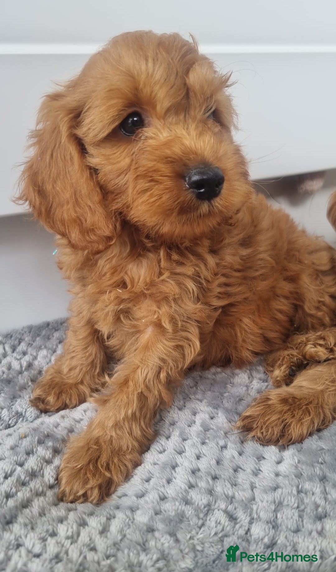 Cockapoo dogs for sale: Red and apricot F1 Cockapoo puppies  - Image 20
