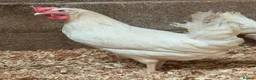 Chickens poultry for sale: White star  - Advert 3