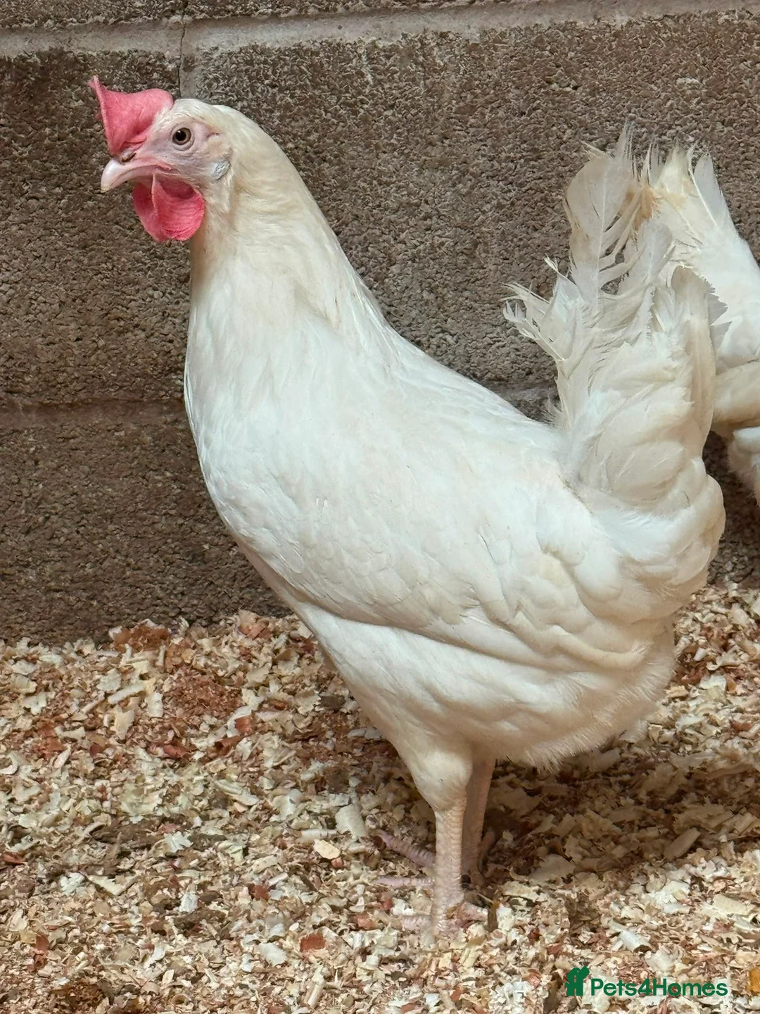 Chickens poultry for sale: White star  - Advert 3